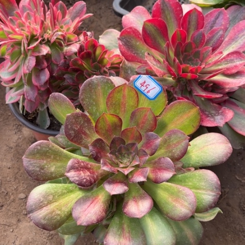 496多肉植物组合