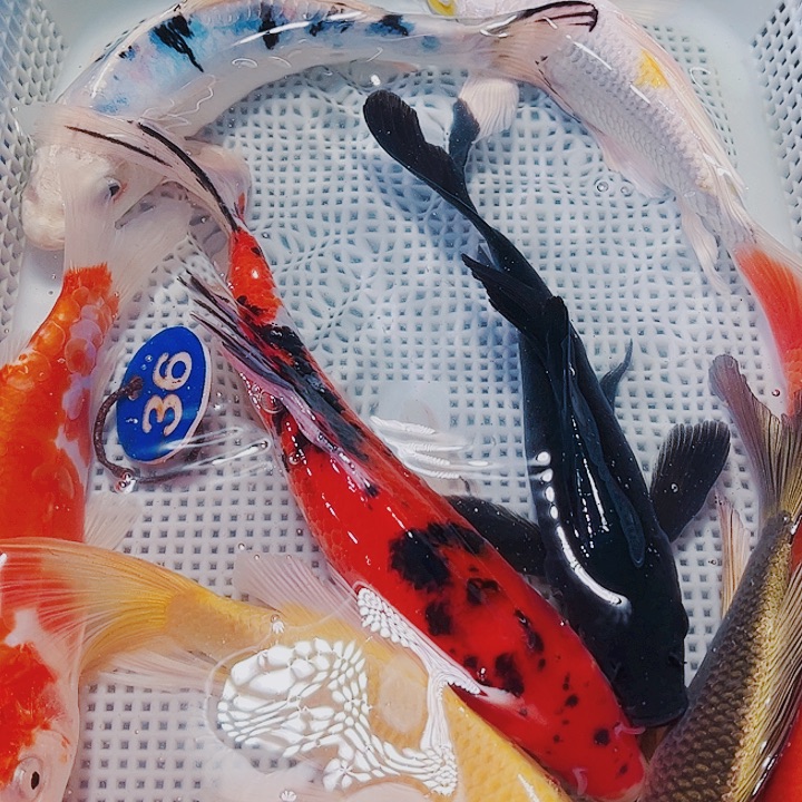 海水鱼锦鲤观赏鱼36