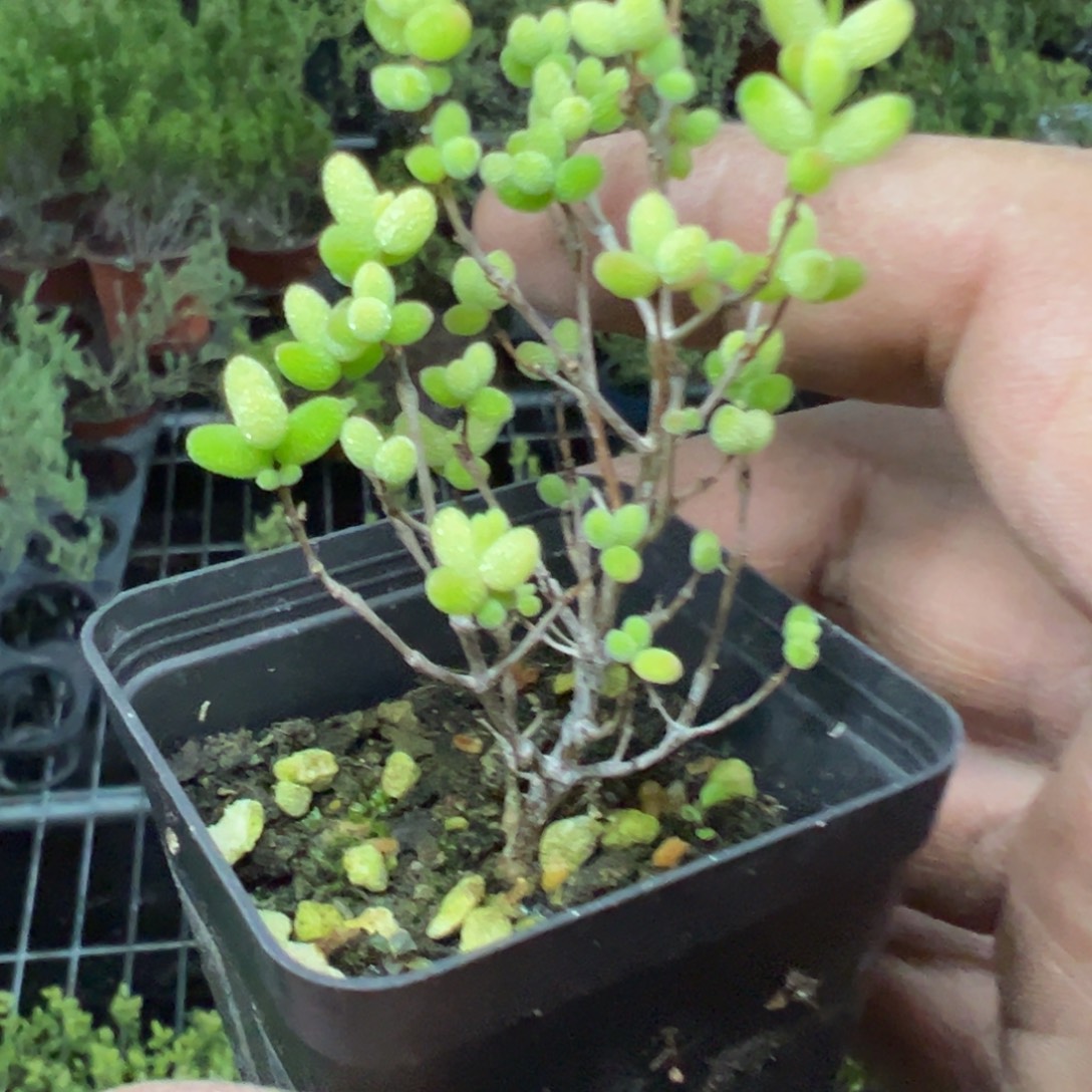 霜酪凝香55杯老桩高福利