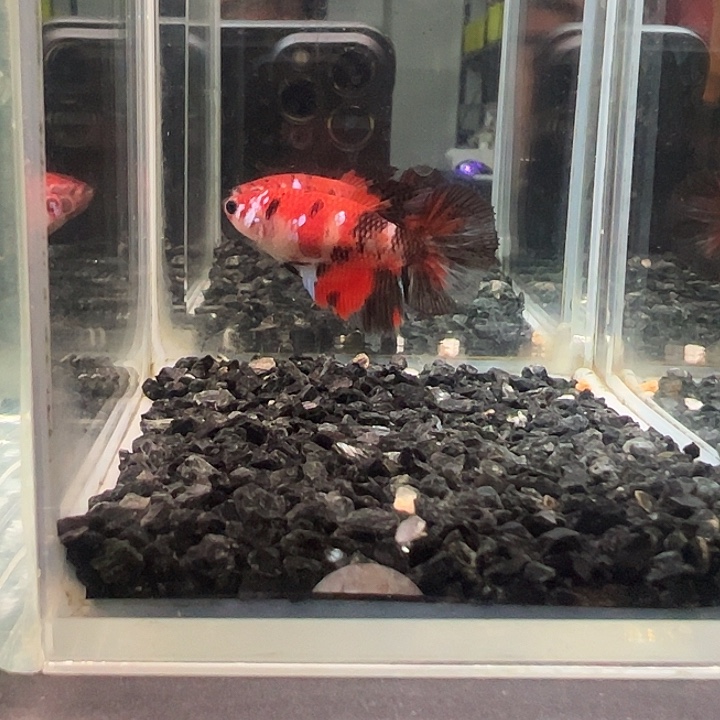 斗鱼跑单拉黑30日15