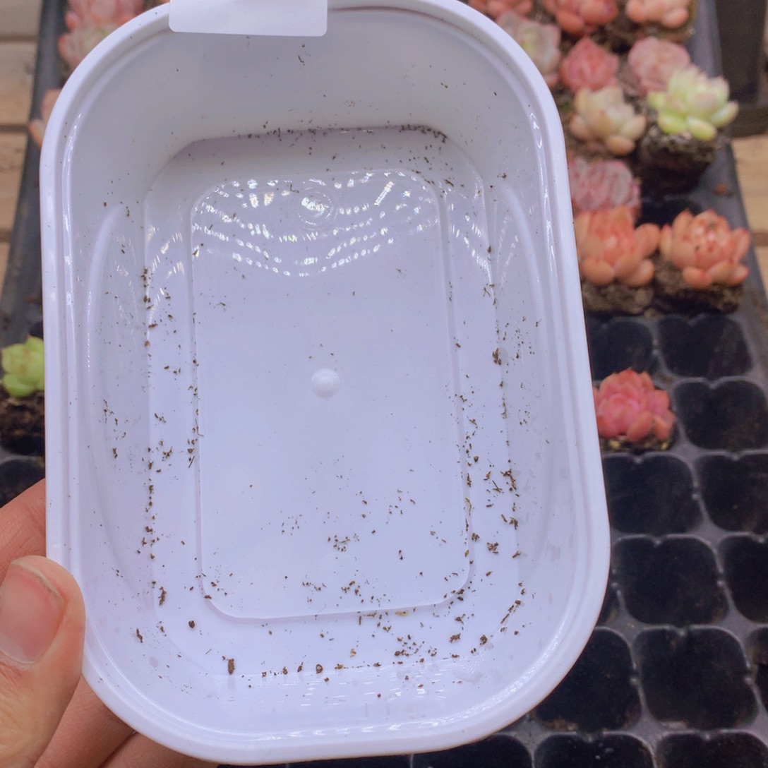 十***月私人订制短肥圆006