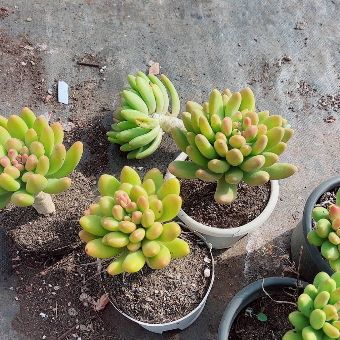 金蝉大单头精品特价