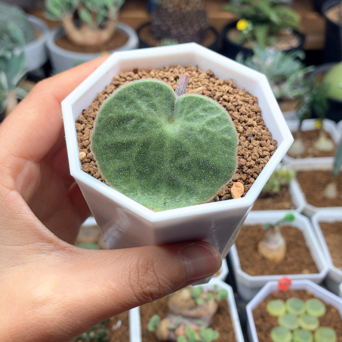 猪耳朵奇峰锦多肉带盆