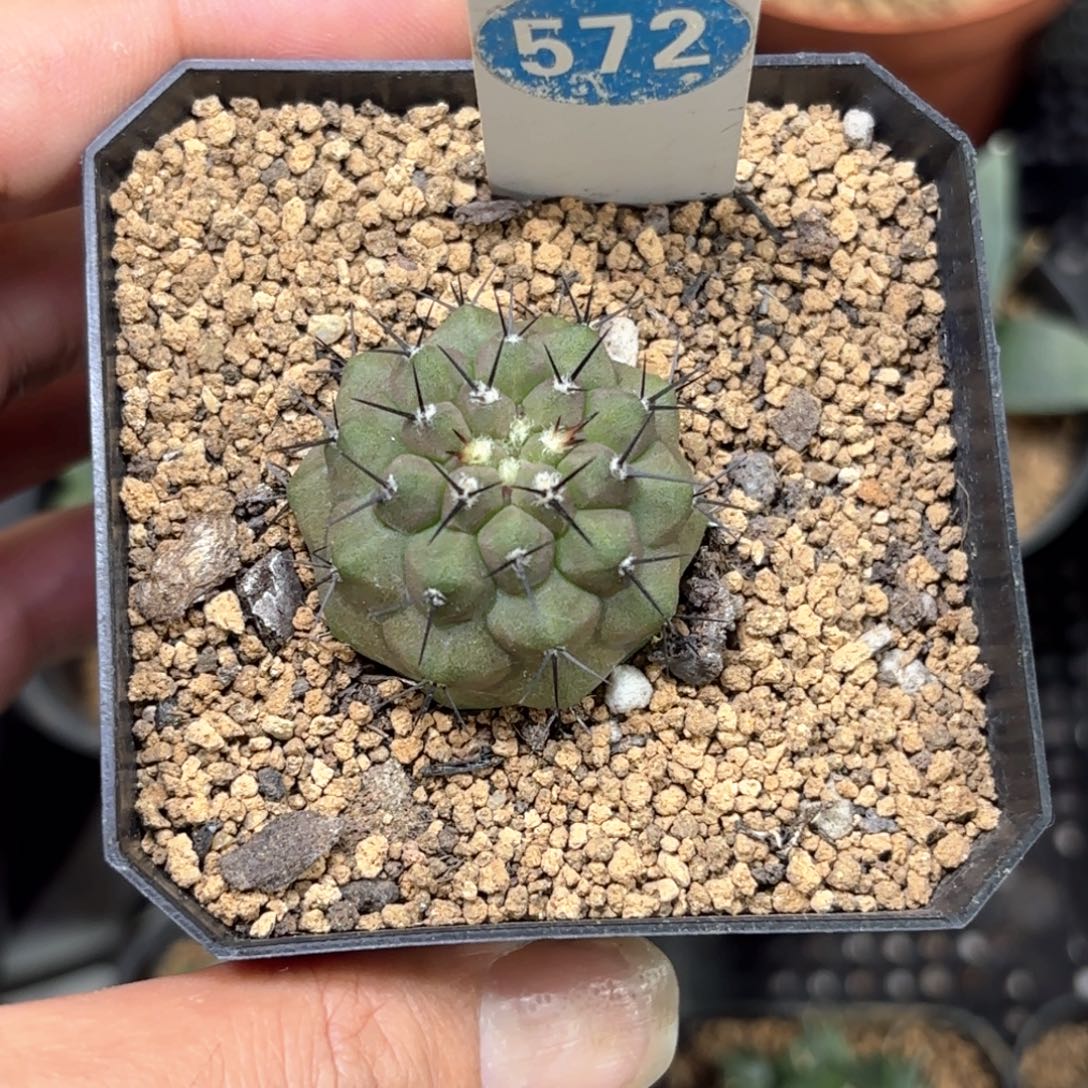 572实生黑王带盆带土