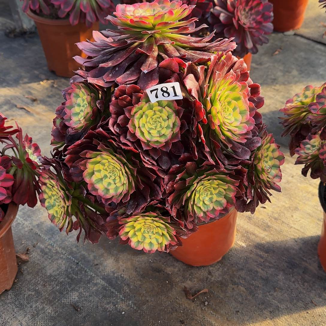 000000781舞天姬多肉植物