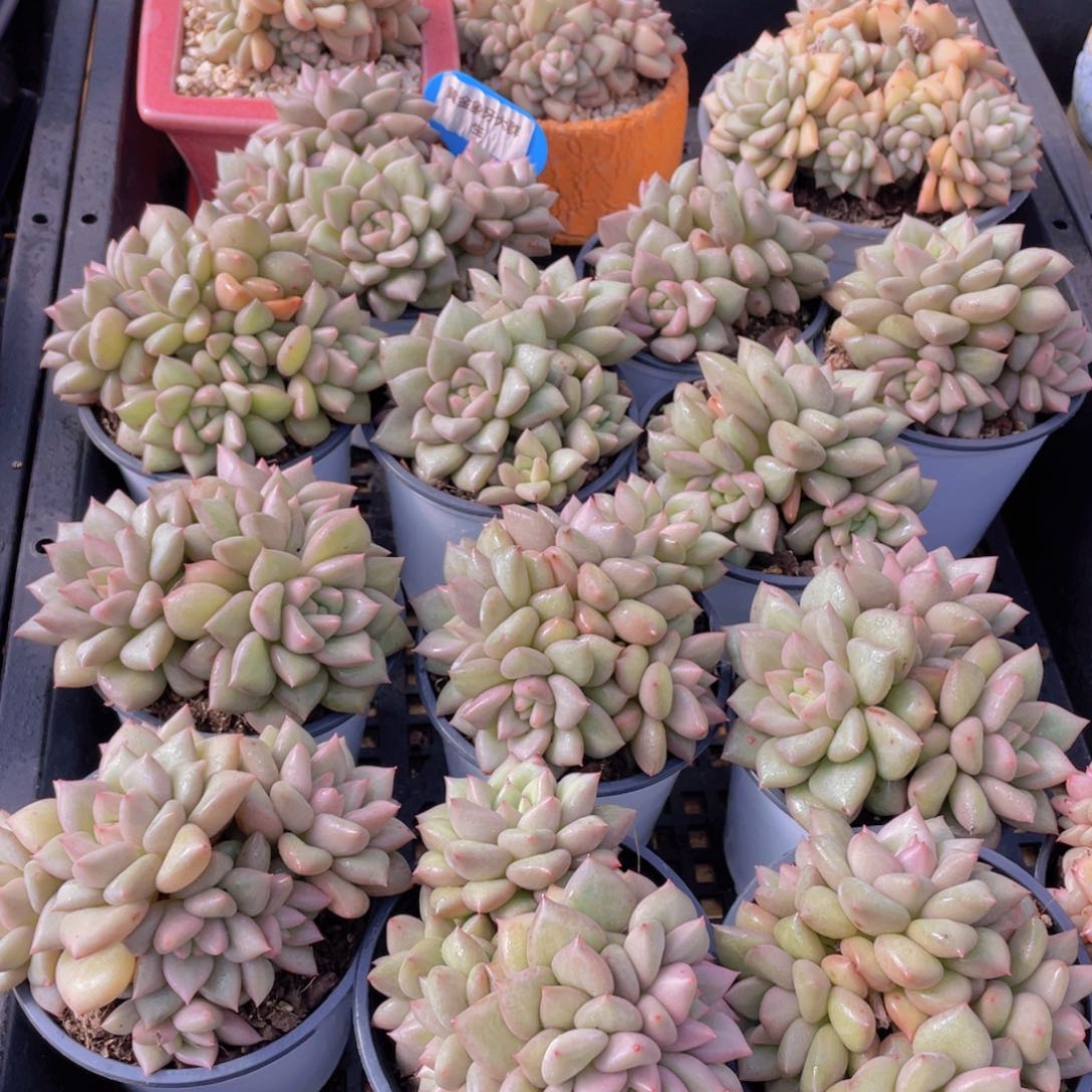 量拍41号 黄金象牙大群生一个