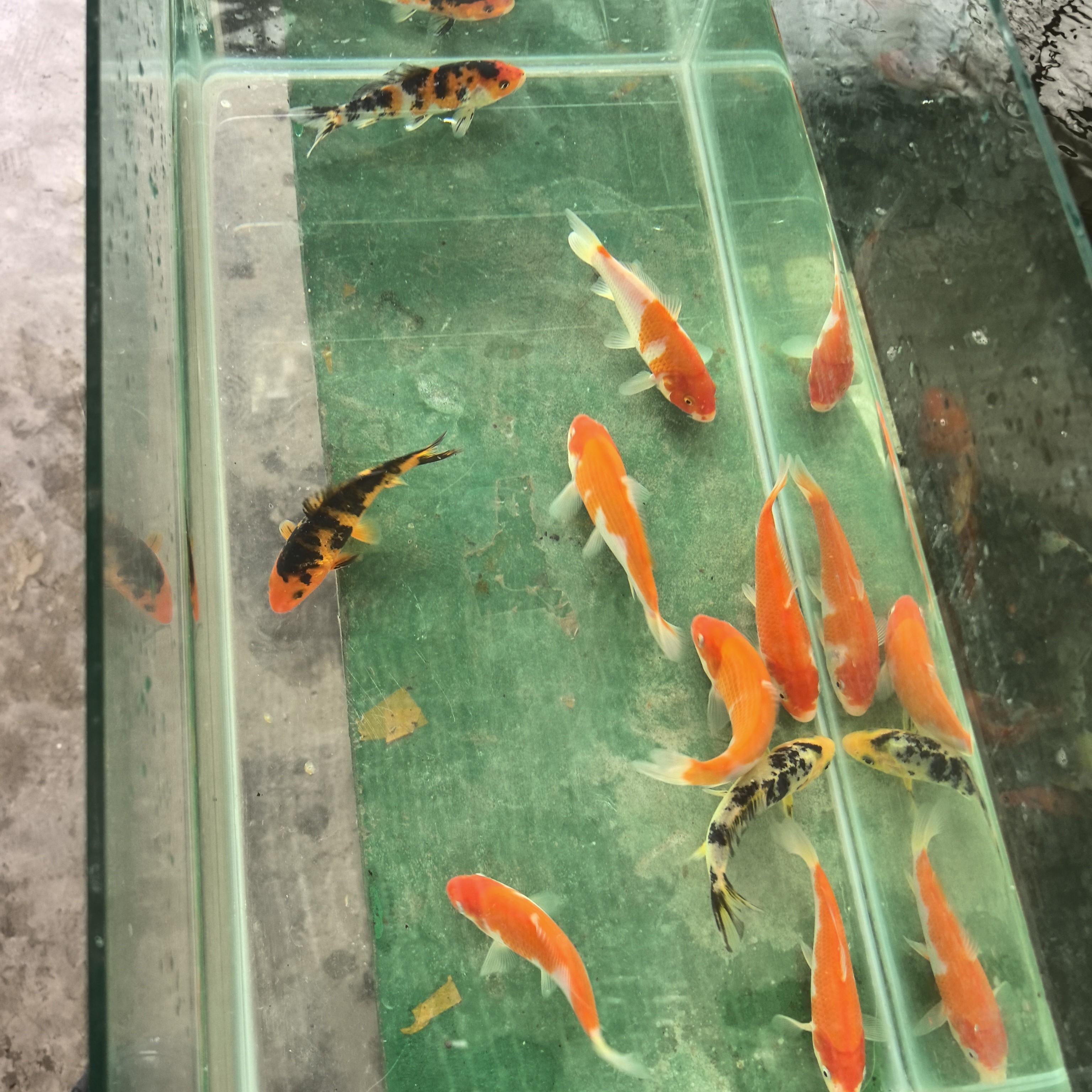 二蛋锦鲤血统锦鲤