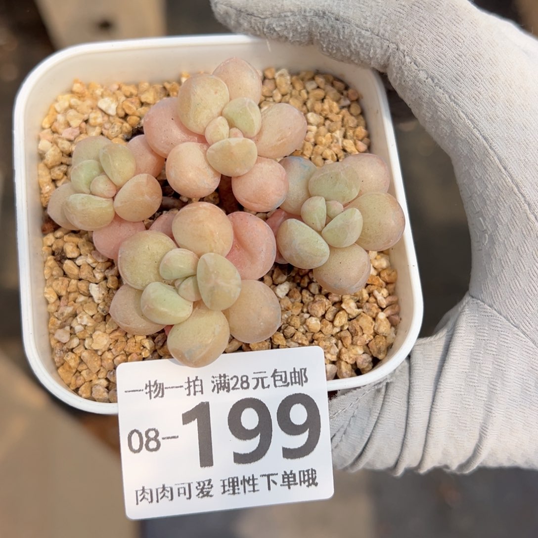 星火虫奶多肉多肉多肉多肉