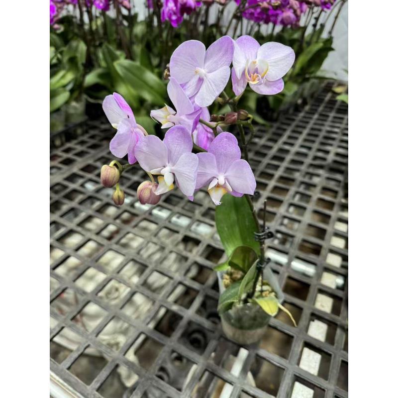 [银河]蝴蝶兰室内精品花卉昆明直发