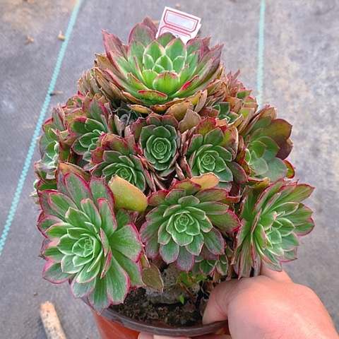 120莲花多肉植物