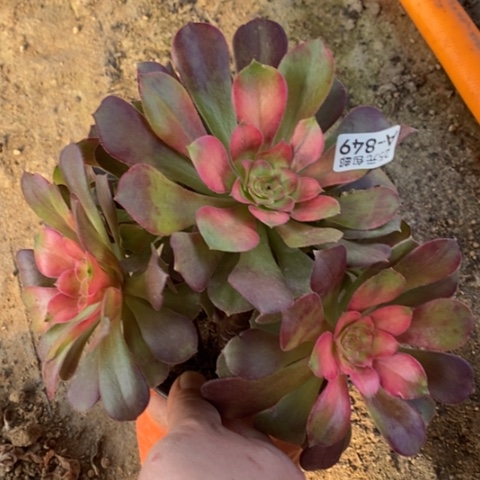 849香妃满25包邮多肉