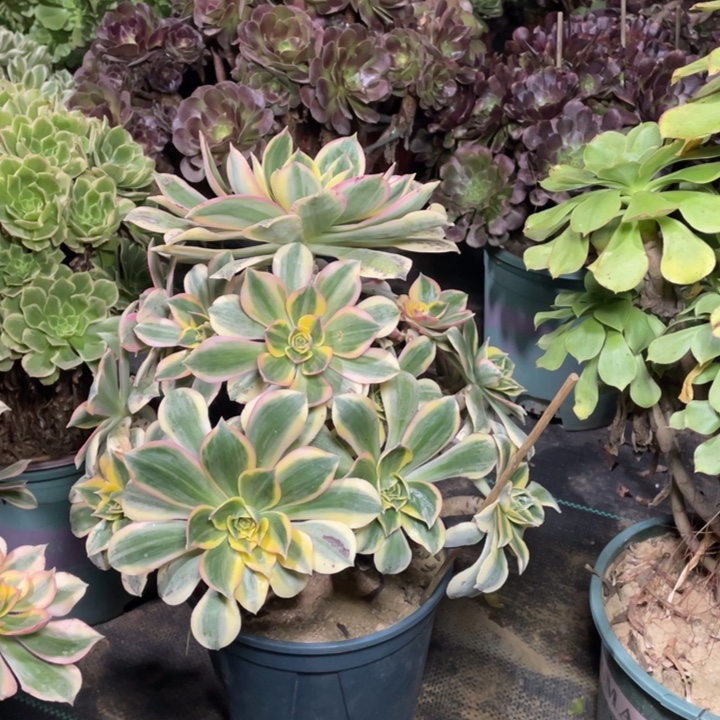 小***菜566灿烂多肉多肉植物多肉多肉