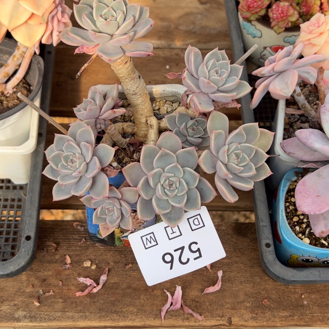 丢***ಠ256多肉植物盆栽花卉