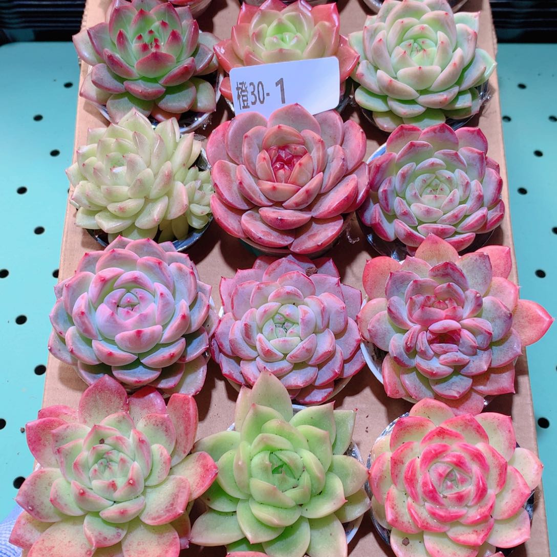 30-1一物一拍多肉带盆18颗