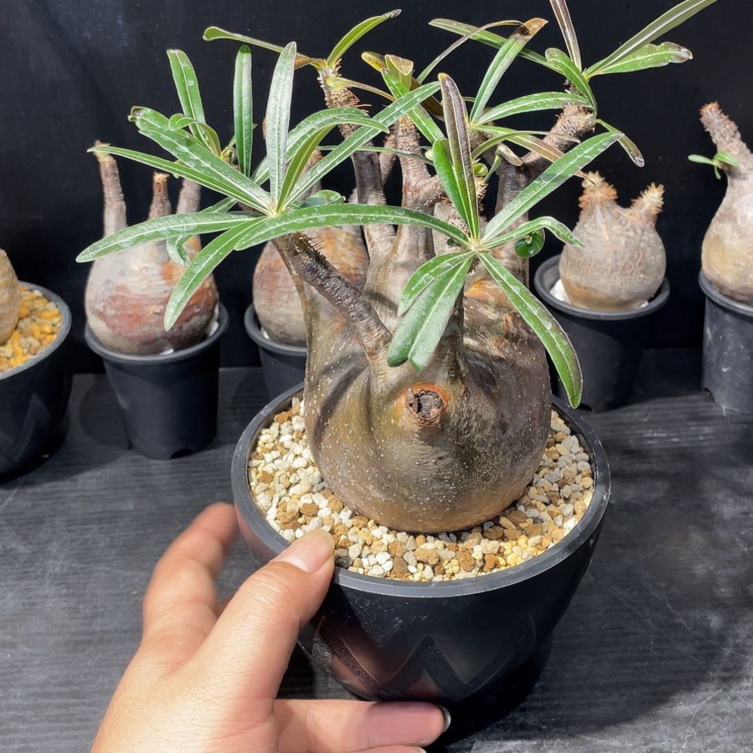 象牙宫带盆包邮哦