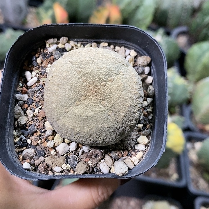 花花草草花花草草