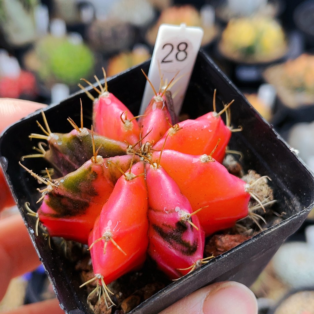 非偏远地区满25发货仙人球