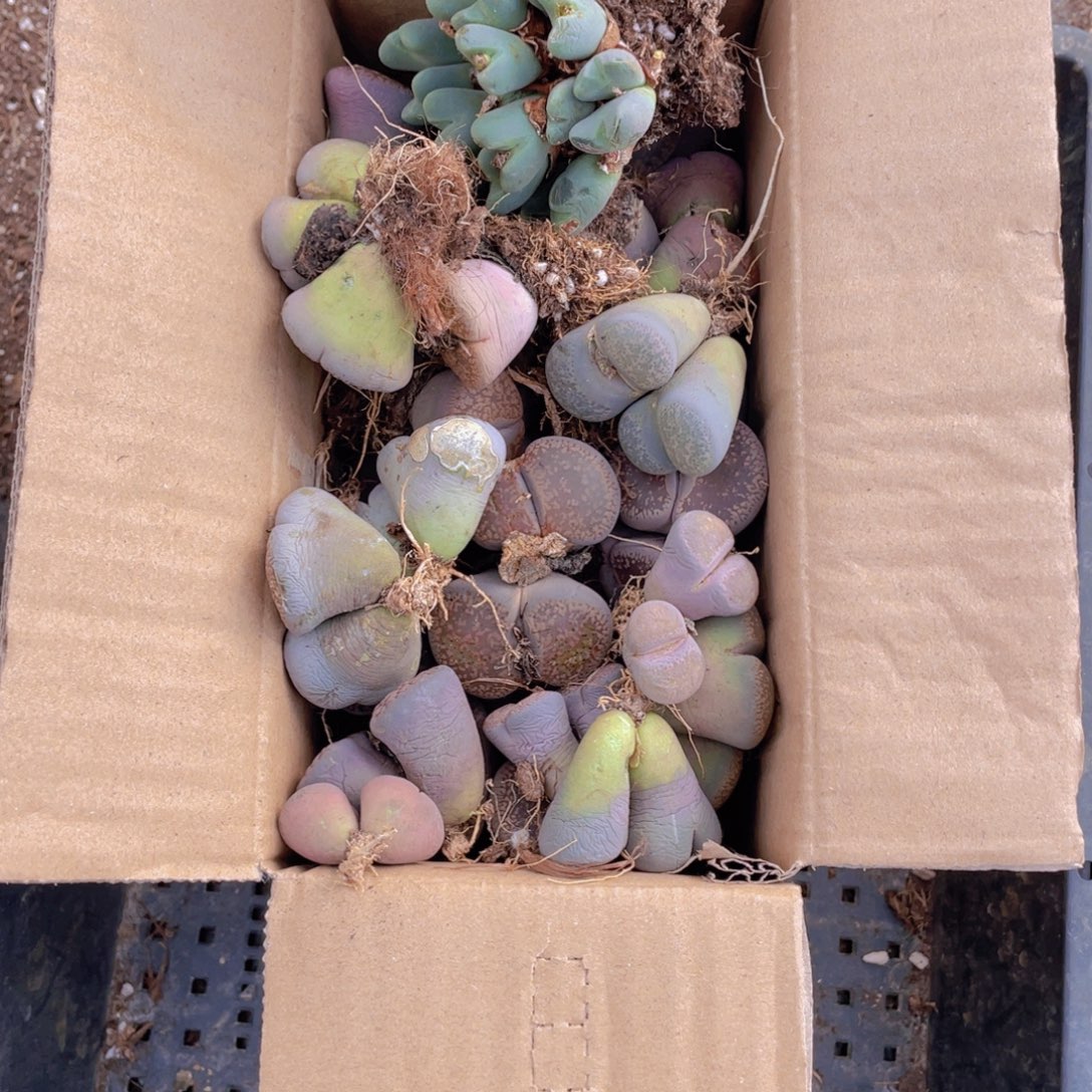 一箱母本8888888888