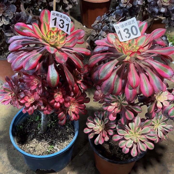 红陶香奈尔130131