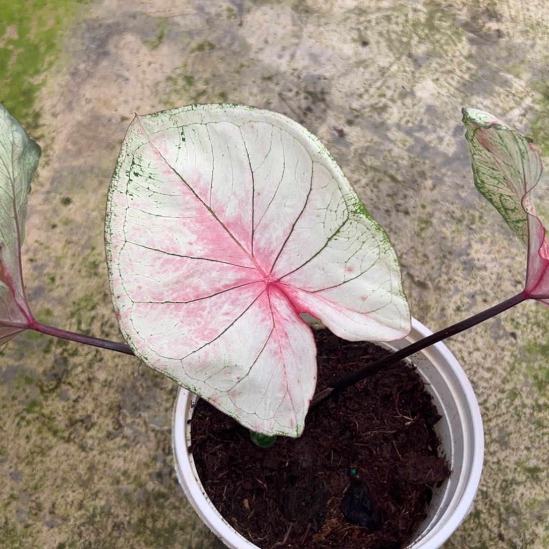 无花朵莫妮卡不包叶损不包球