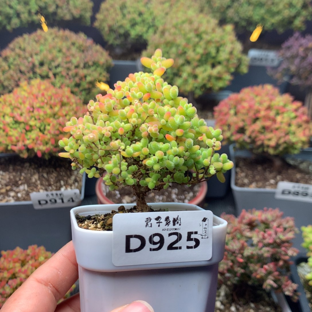 925蜜橘糖球              
