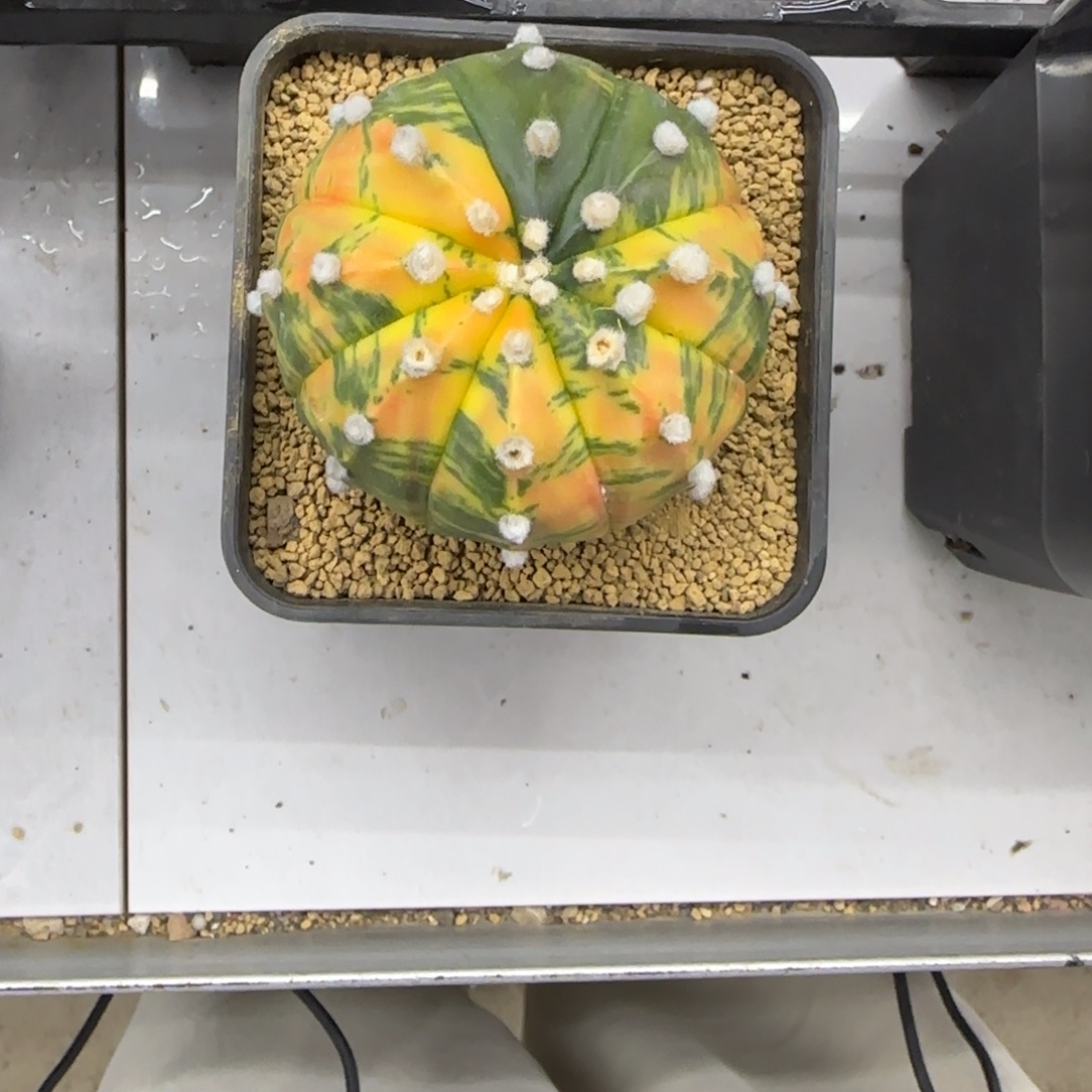 兜锦11111111111111