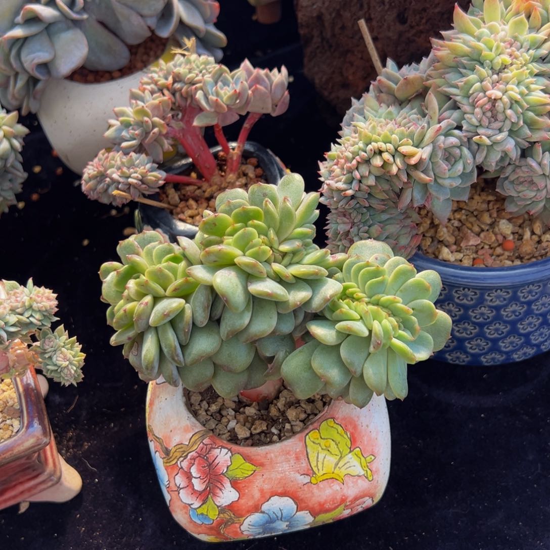 红恋缀 新年快乐 新年快乐