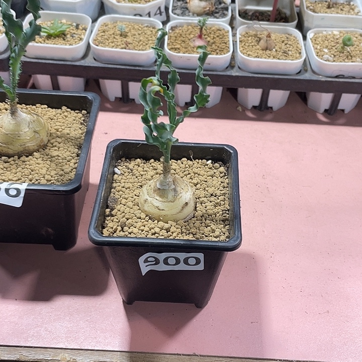 900产地D属宽叶弹簧草