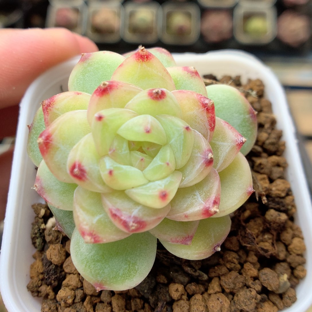 F156 ，20包邮两天凑单偏远不发货