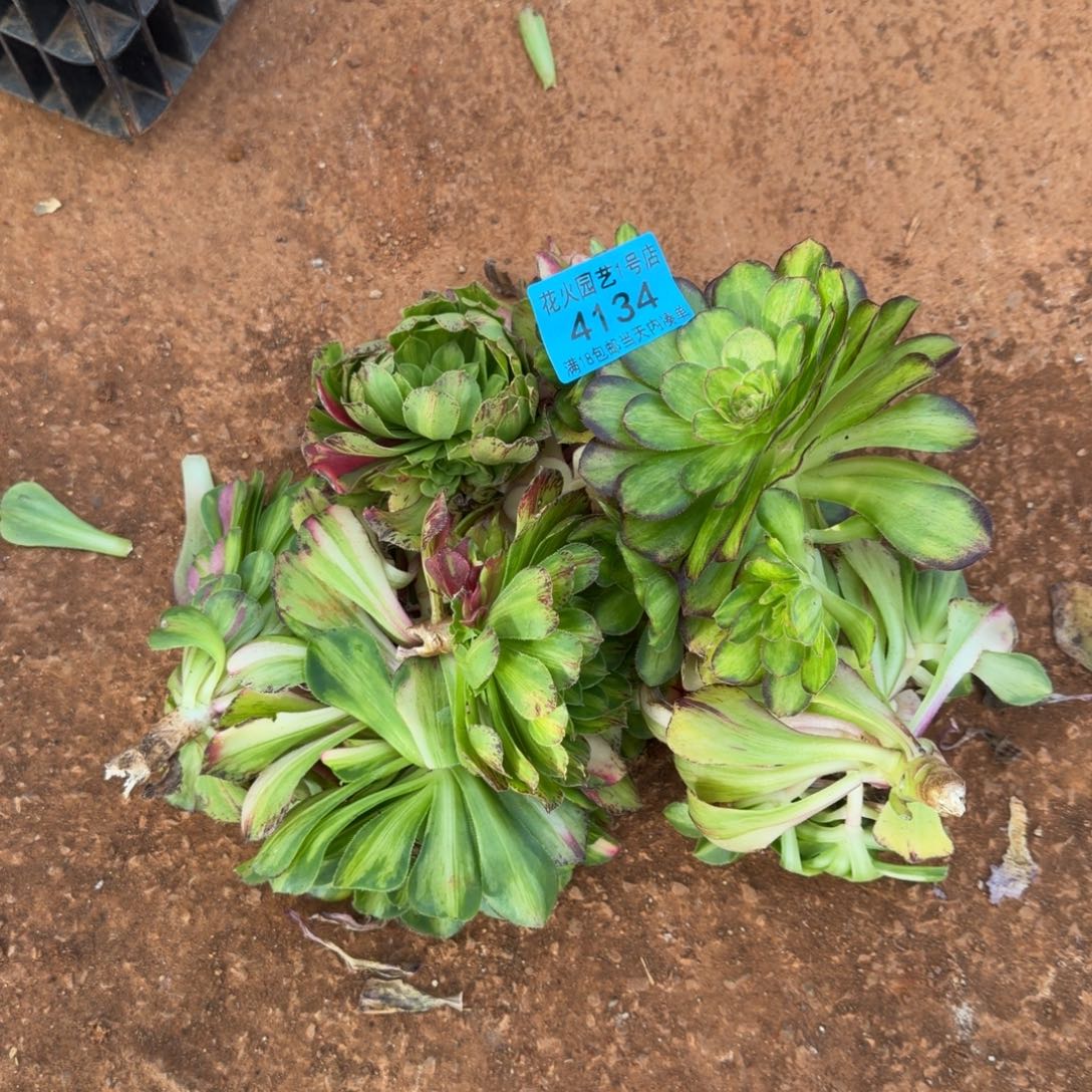 知否4134多肉植物法师