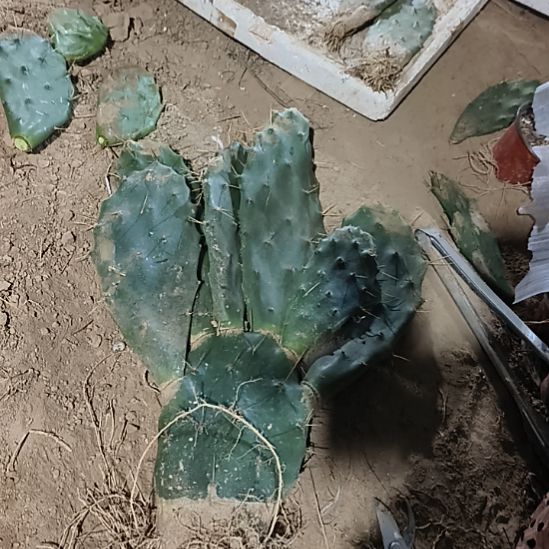 云***朵广大矮六透一颗脱土