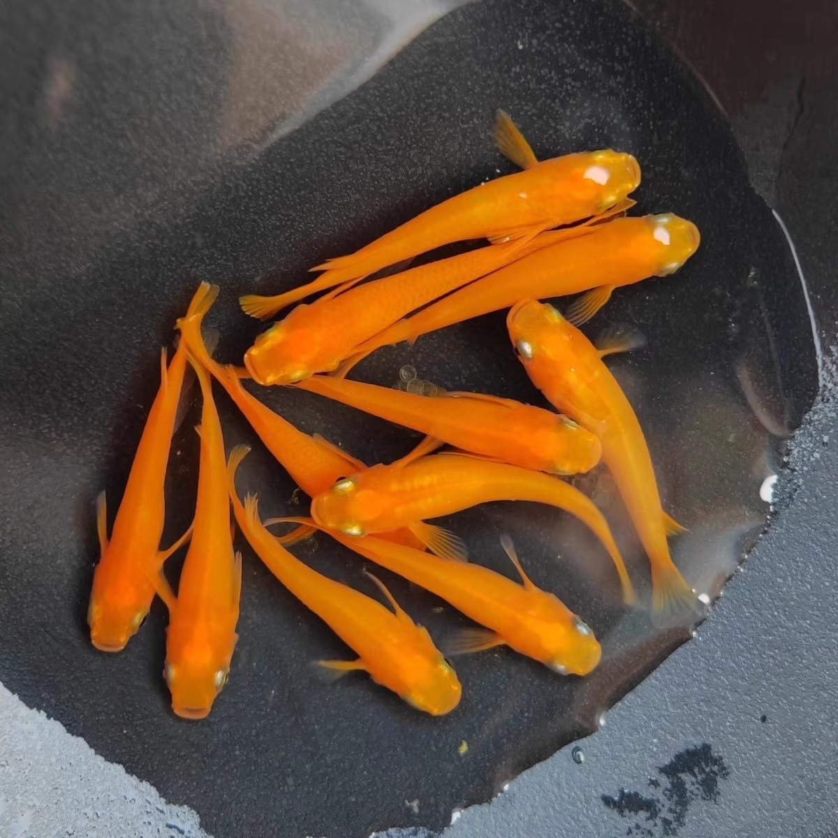 观背青鳉红色红帝鱼苗亚成鱼锦鳉不打氧冷水淡水观赏鱼懒人观赏鱼