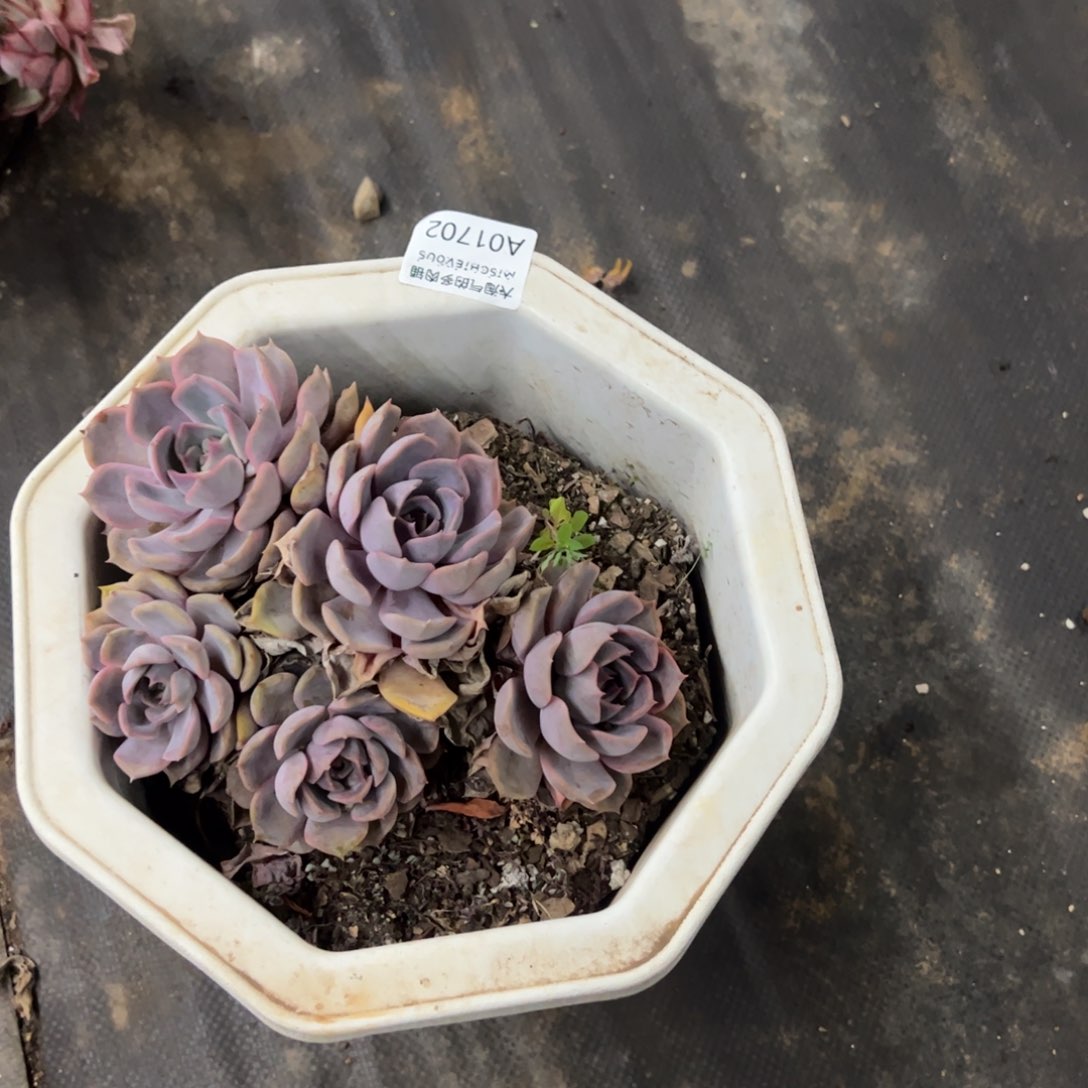 1702菲欧娜一物一拍