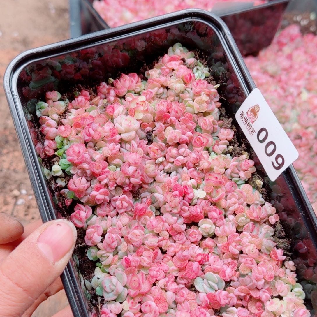 Q***q多肉植物多肉植物