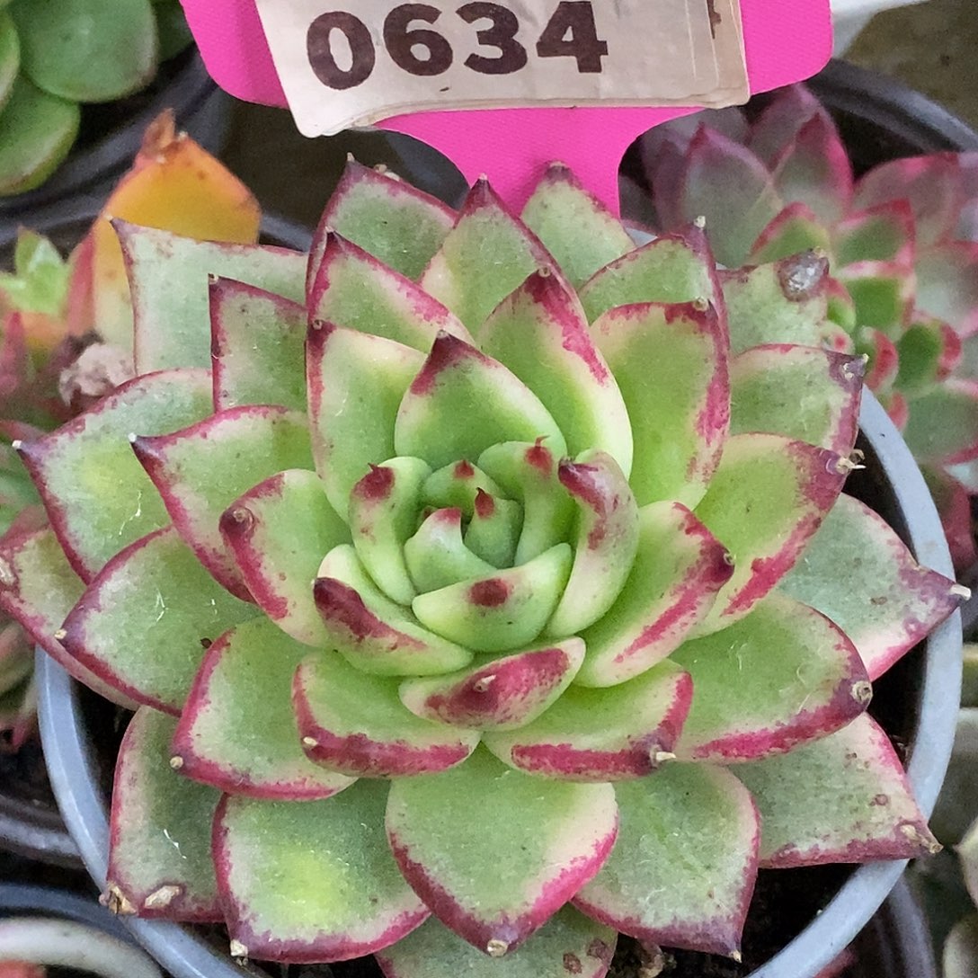 634哈哈哈哈哈哈哈公里