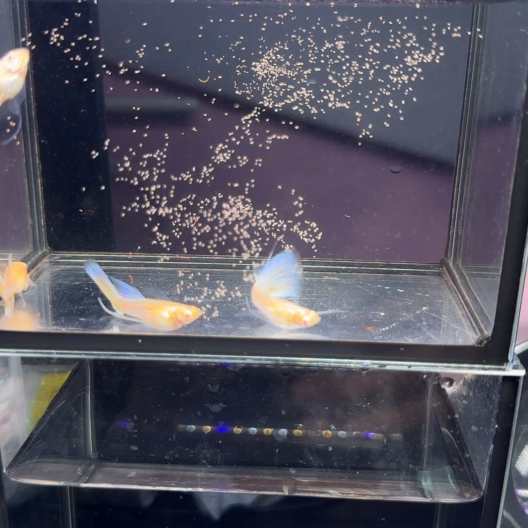 孔雀鱼天使彩虹长弓四条