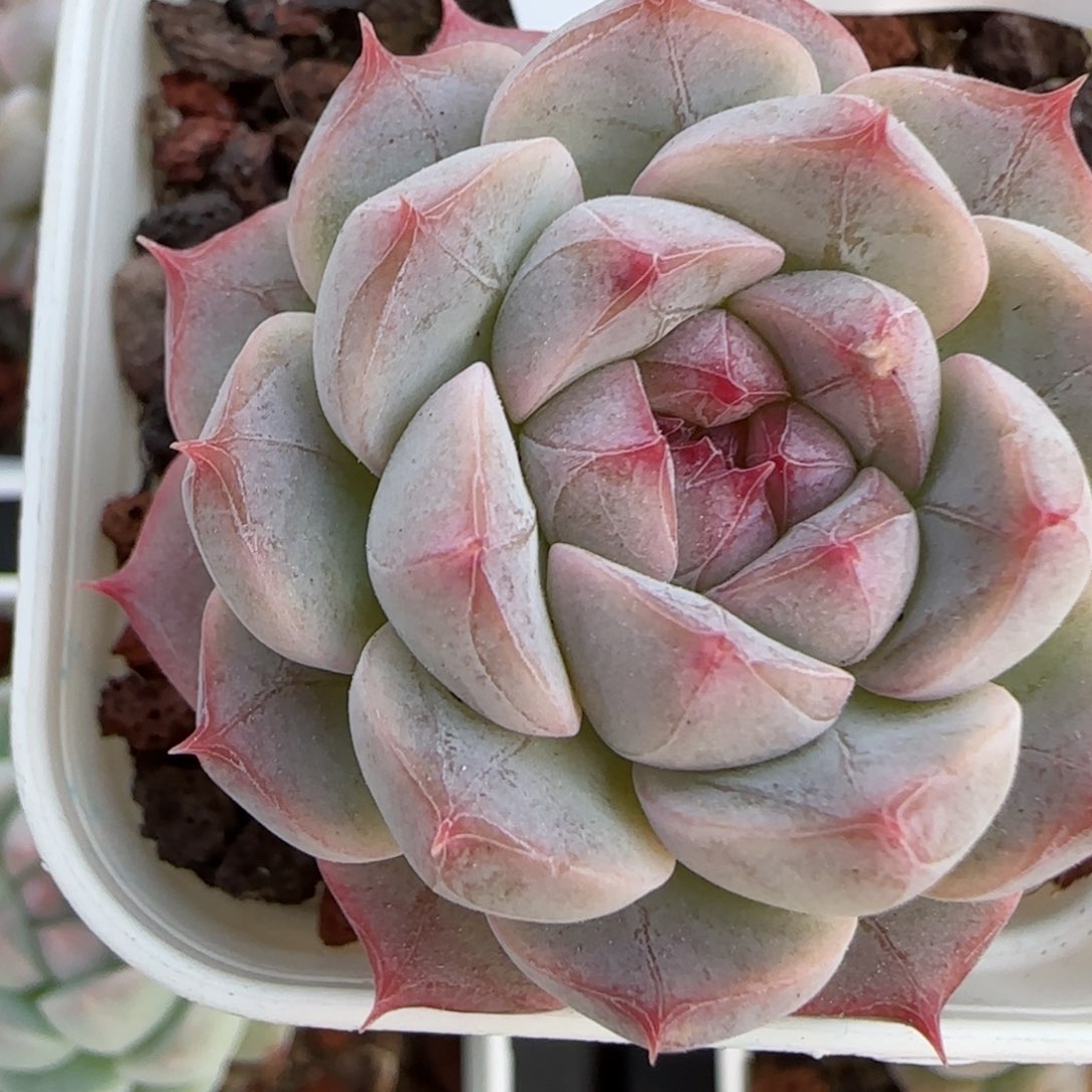 花语逸境0219-143