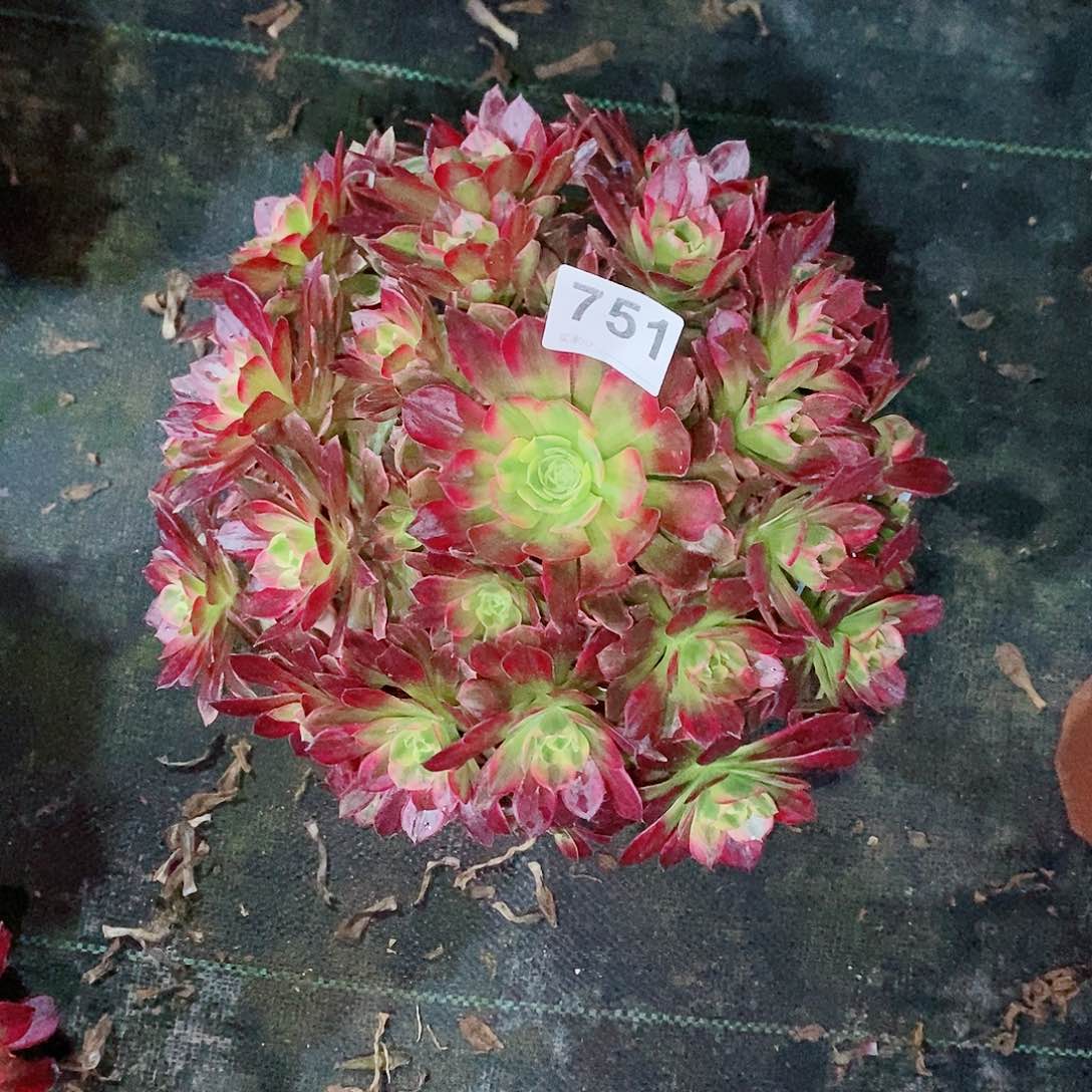 爱**季安娜751多肉1111