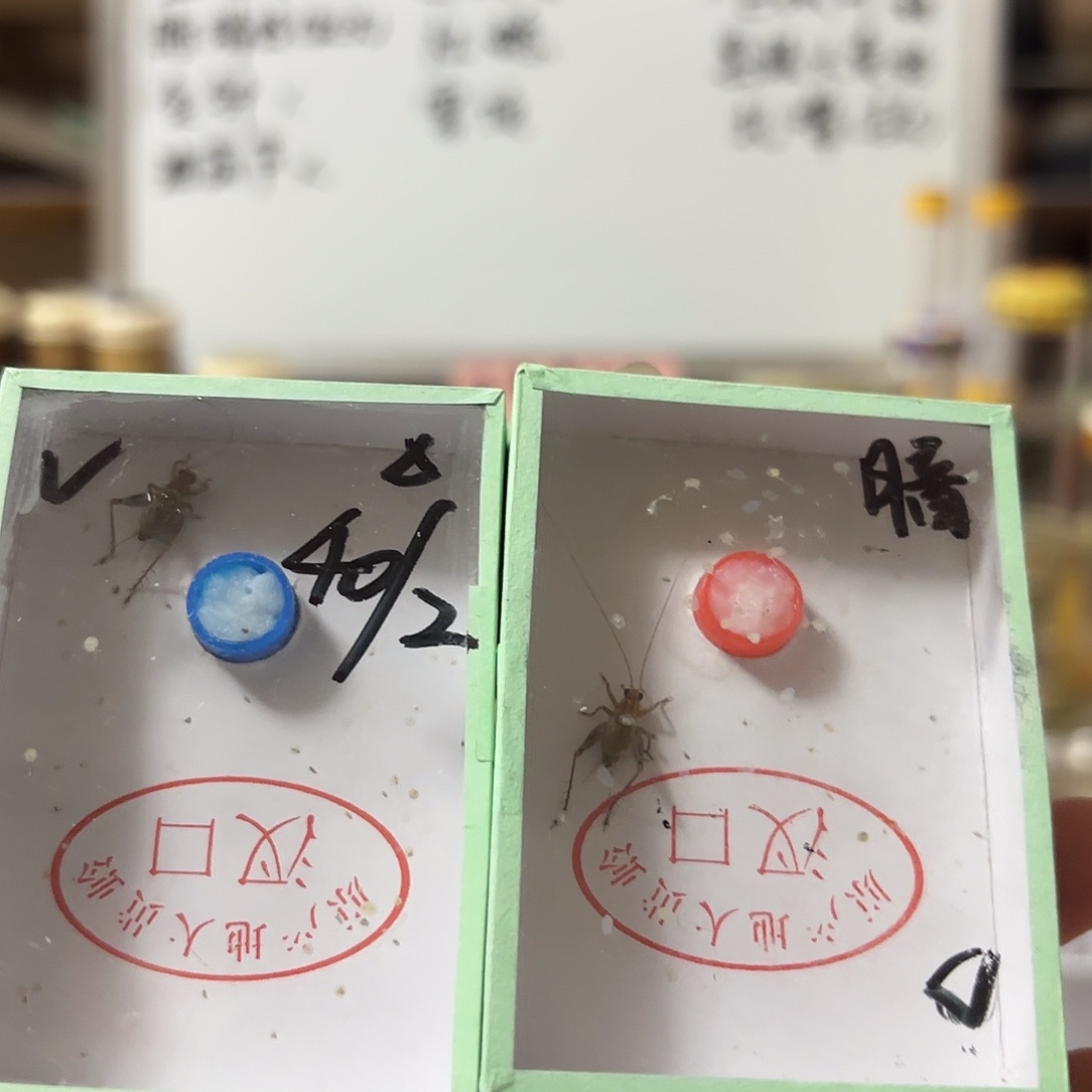 两条中长须暗瑞蛉
