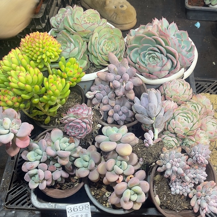 3698，整筐拍，微瑕，介意慎拍