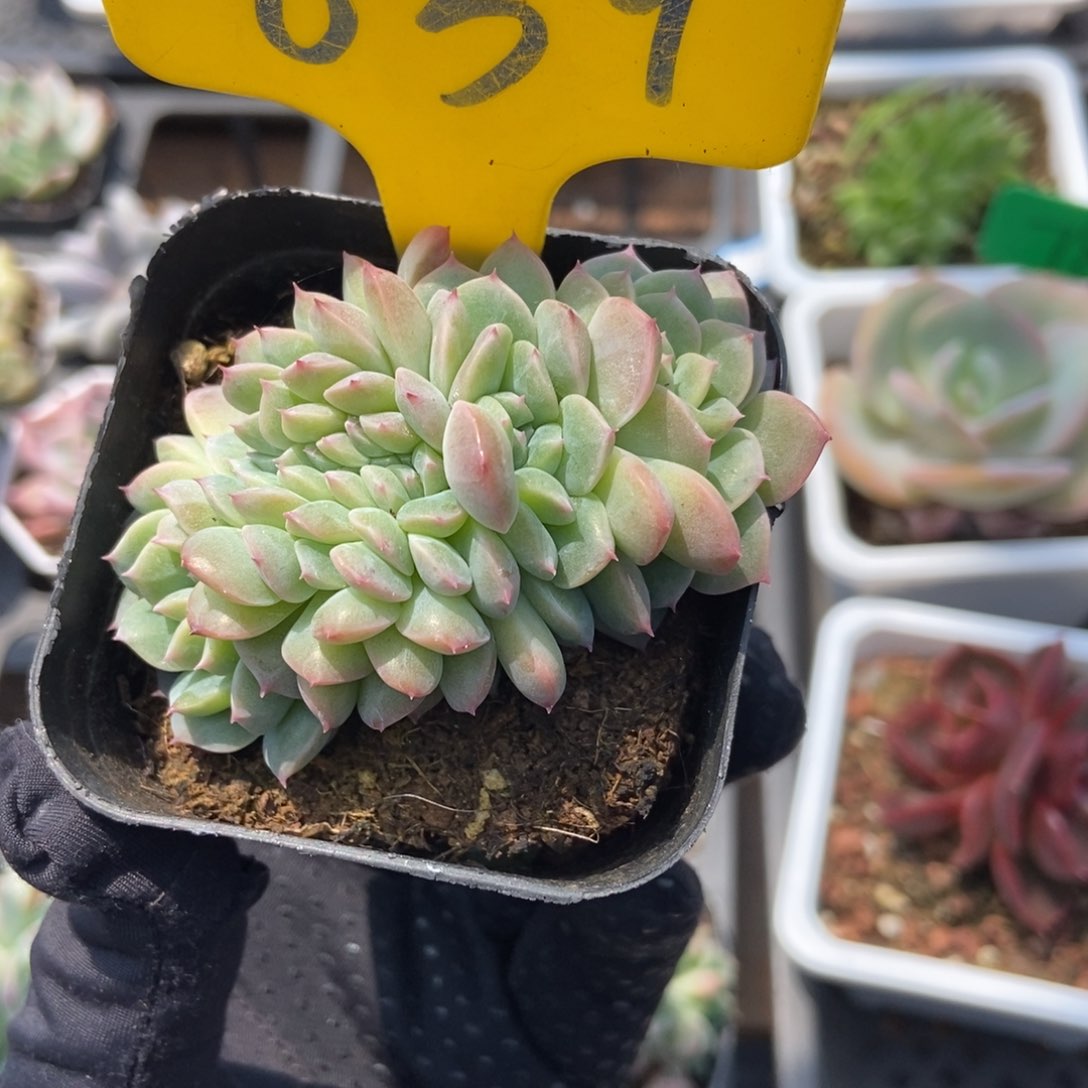 639冰魄缀多肉植物保护