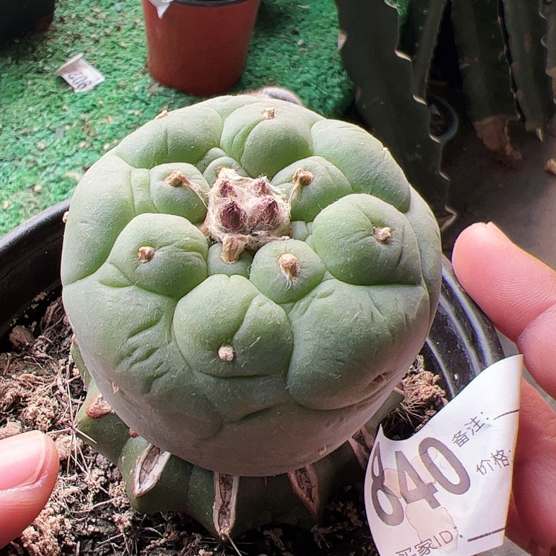 苗接大尤仙仙人球840