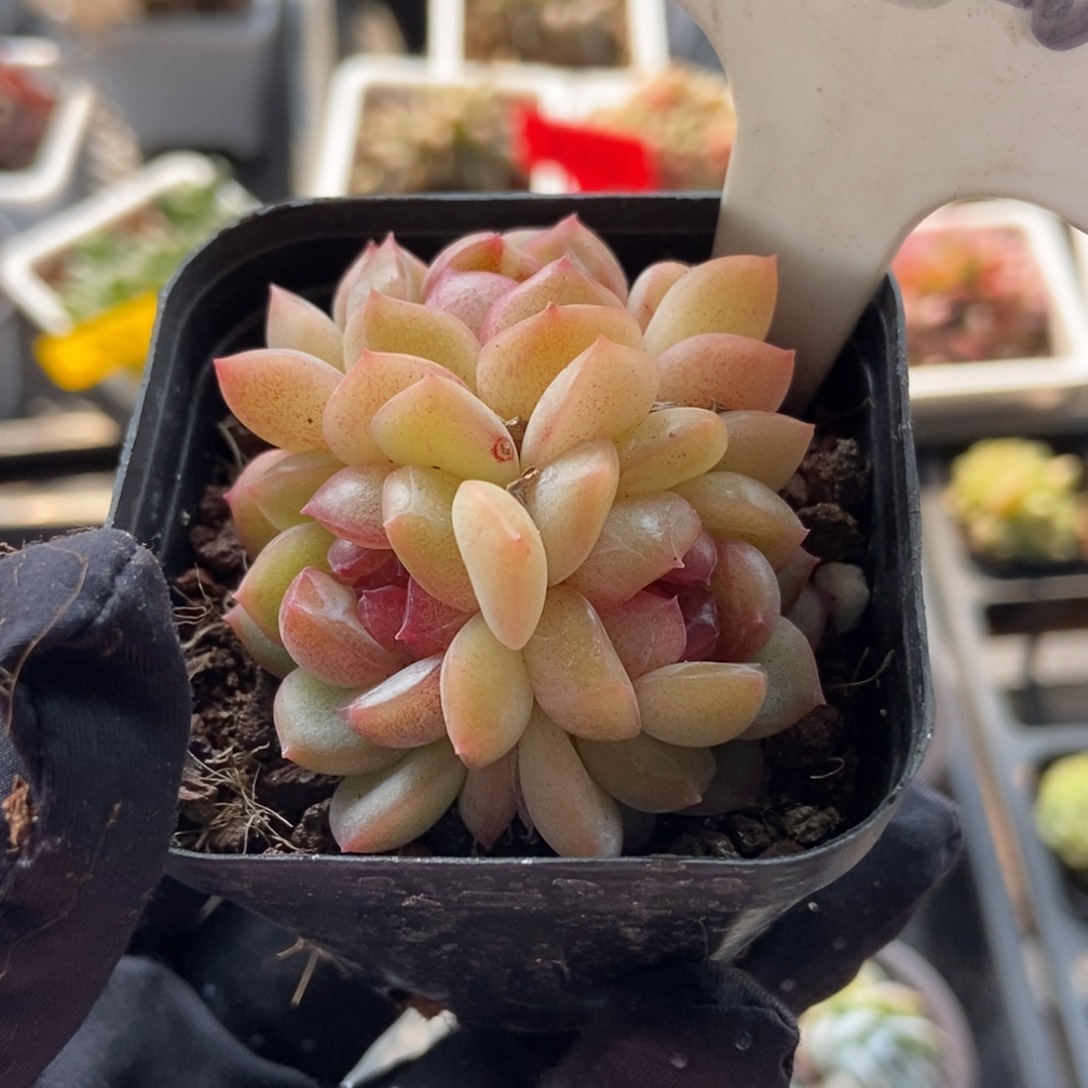 1020琴心多肉植物保护