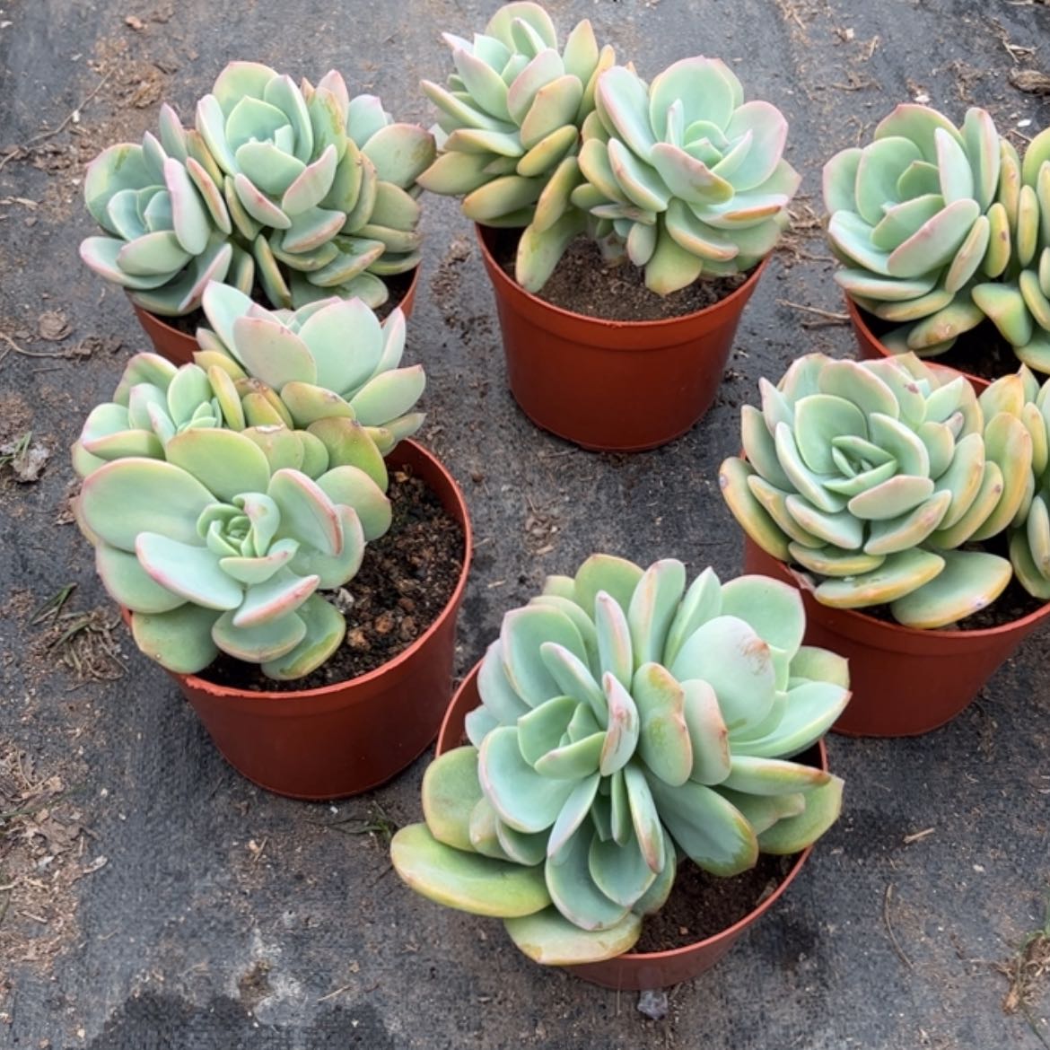 【闪购商品】无花朵冷**底