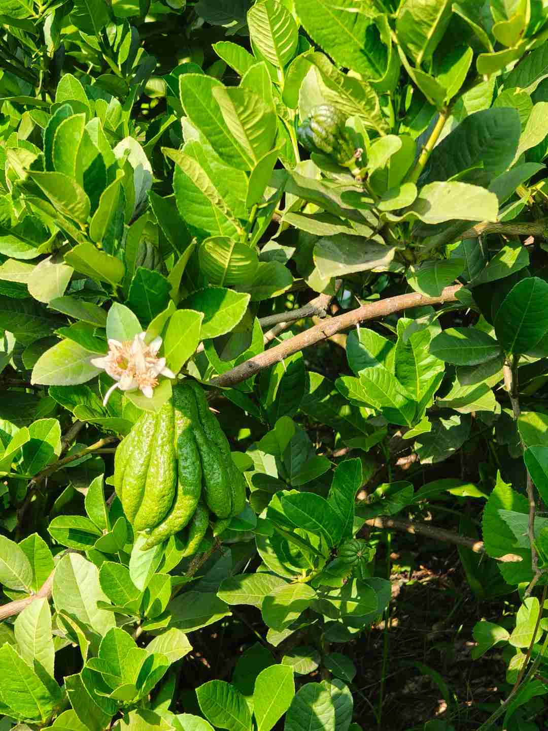 新鲜佛手柑闻香食用现摘现发基地直销(有果斑果纹不售后)