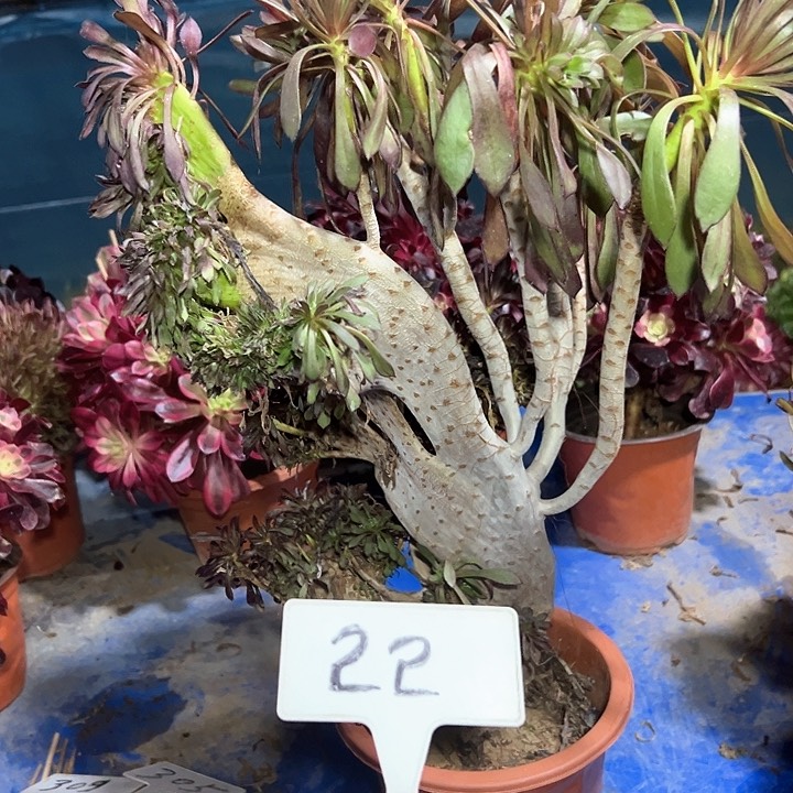 多肉植物黑法师缀花