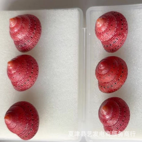 天然钟螺海螺标本可用于收藏及鱼缸造景