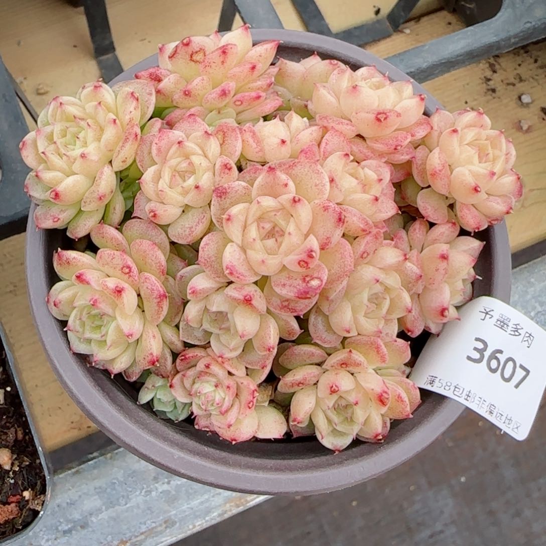 麦秆群，3607带盆发不包整