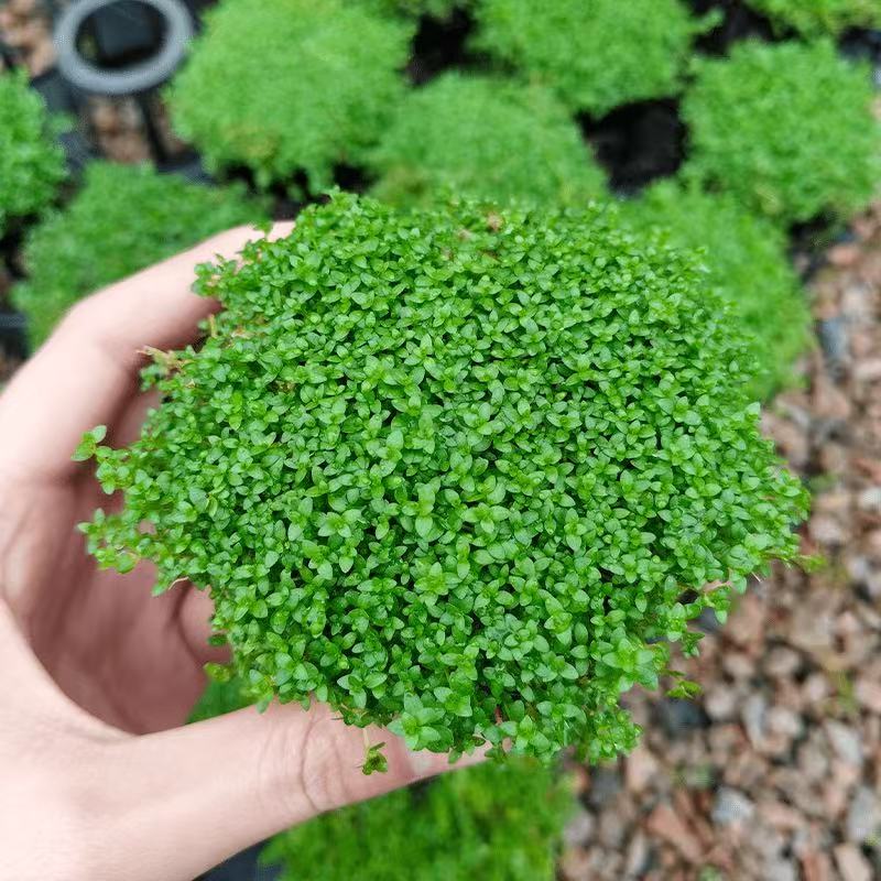 Z草坪造景   矮珍珠【鱼缸前排造景】