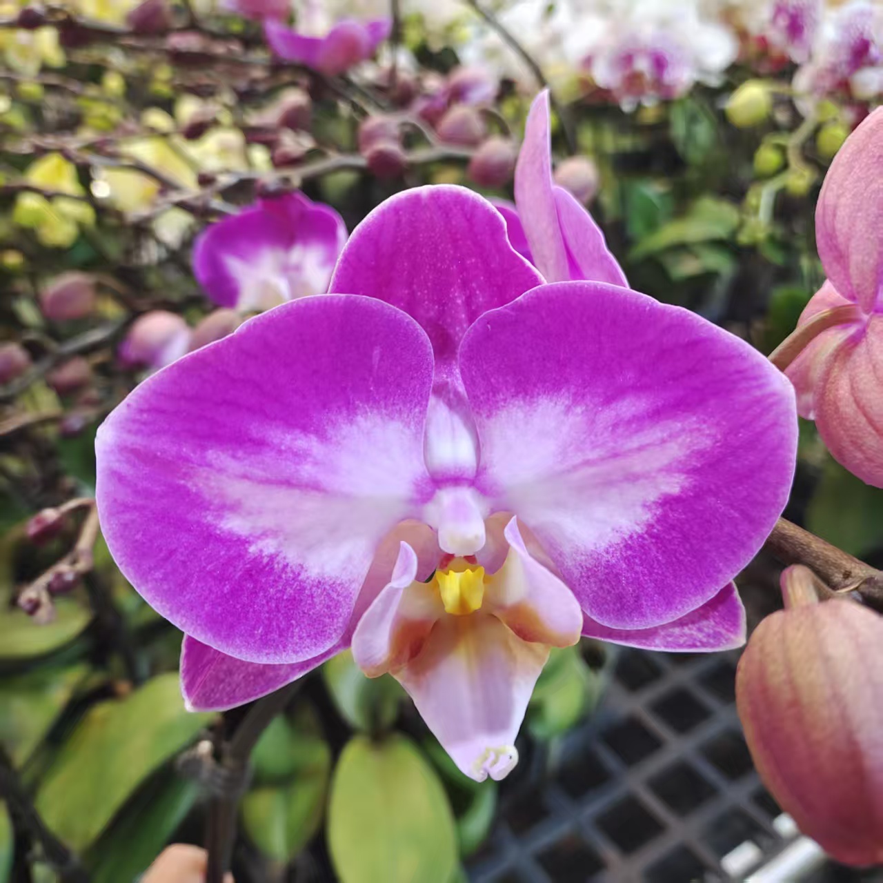 蝴蝶兰【雪山飞狐】中花型 花色娇艳 带花发货 室内高端花卉
